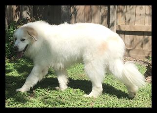 Medium Photo #1 Great Pyrenees Puppy For Sale in Spring, TX, USA