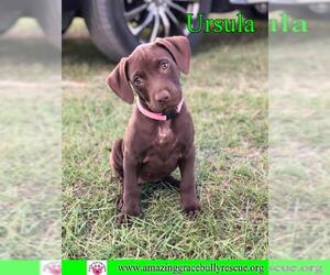 Lab-Pointer Dogs for adoption in Pensacola, FL, USA
