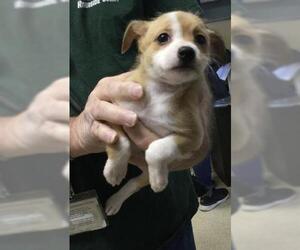 Chihuahua-Unknown Mix Dogs for adoption in Riverside, CA, USA