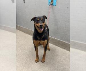 Rottweiler-Unknown Mix Dogs for adoption in Las Vegas, NV, USA
