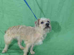 Cairn Terrier Dogs for adoption in Orlando, FL, USA