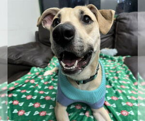 Labrador Retriever-Unknown Mix Dogs for adoption in Anchorage, AK, USA