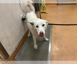 Huskimo Dogs for adoption in Martinez, CA, USA