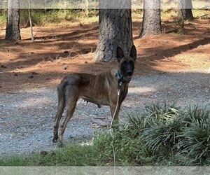 Mutt Dogs for adoption in Stevens Point, WI, USA