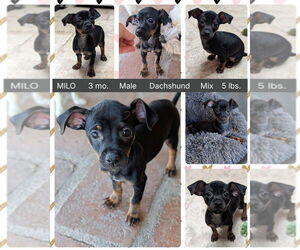 Dachshund-Unknown Mix Dogs for adoption in Mesa, AZ, USA