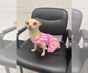 Chihuahua-Unknown Mix Dogs for adoption in Front Royal, VA, USA