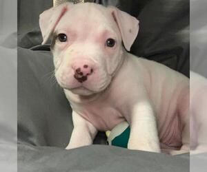 American Pit Bull Terrier-Unknown Mix Dogs for adoption in Marine City, MI, USA