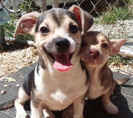 Chiweenie Dogs for adoption in Blacksburg, SC, USA