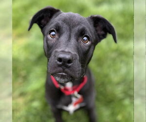 Labrador Retriever-Unknown Mix Dogs for adoption in Canton, CT, USA