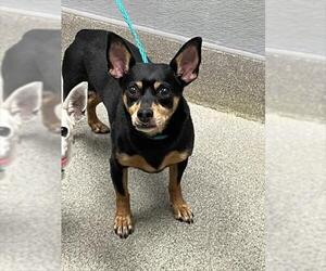 Medium Photo #1 Chihuahua-Unknown Mix Puppy For Sale in Las Vegas, NV, USA