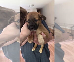 Huskies -Retriever  Mix Dogs for adoption in Holly Springs, NC, USA
