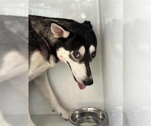 Siberian Husky Dogs for adoption in Houston, TX, USA