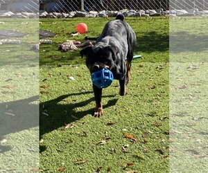 Rottweiler Dogs for adoption in Mooresville, NC, USA