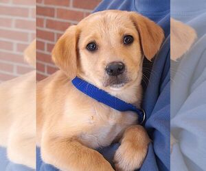Labrador Retriever Dogs for adoption in Carrollton, TX, USA