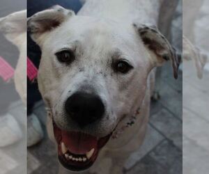 Dalmatian-Labrador Retriever Mix Dogs for adoption in Houston, TX, USA