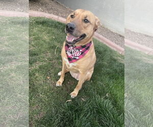 Black Mouth Cur-Rhodesian Ridgeback Mix Dogs for adoption in Chandler, AZ, USA