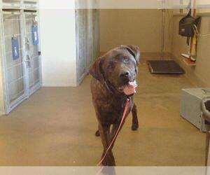 Mastiff-Unknown Mix Dogs for adoption in Sacramento, CA, USA