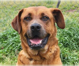 Black Mouth Cur-Retriever  Mix Dogs for adoption in Anniston, AL, USA