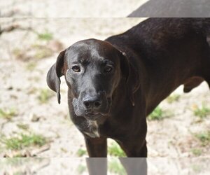 Labrador Retriever-Unknown Mix Dogs for adoption in Newton, TX, USA