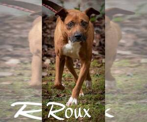 Boxer-Unknown Mix Dogs for adoption in Wilmington, NC, USA