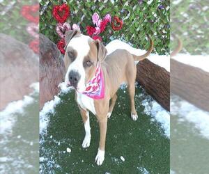 Mutt Dogs for adoption in Oklahoma City, OK, USA