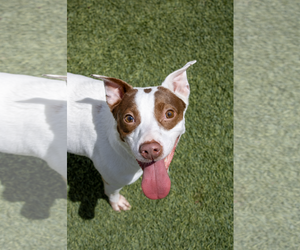 Parson Russell Terrier-Pointer Mix Dogs for adoption in Amarillo, TX, USA