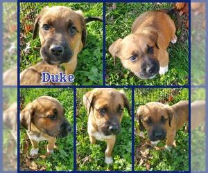 Boxador Dogs for adoption in Blacksburg, SC, USA