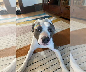 American Pit Bull Terrier-Unknown Mix Dogs for adoption in Princeton, MN, USA