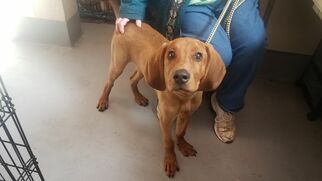 Redbone Coonhound Dogs for adoption in Beckley, WV, USA