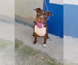American Pit Bull Terrier-Labrador Retriever Mix Dogs for adoption in MIDWAY, UT, USA