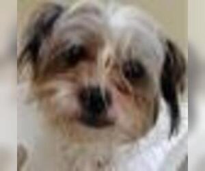 Shih Tzu Dogs for adoption in Zanesville, OH, USA