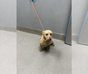 American Pit Bull Terrier-Unknown Mix Dogs for adoption in Las Vegas, NV, USA