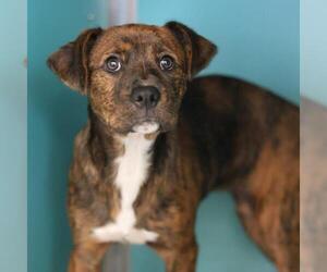 American Staffordshire Terrier-Unknown Mix Dogs for adoption in San Antonio, TX, USA