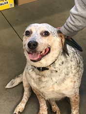 Beagle Dogs for adoption in Remus, MI, USA