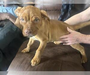 American Pit Bull Terrier Dogs for adoption in Houston, TX, USA