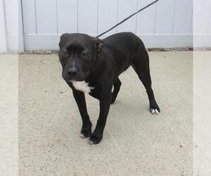 Staffordshire Bull Terrier-Unknown Mix Dogs for adoption in Louisville, KY, USA