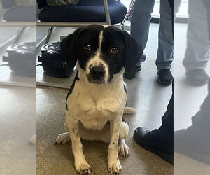 Beagle-Unknown Mix Dogs for adoption in Jackson, CA, USA