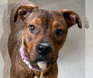 Mutt Dogs for adoption in Jefferson, WI, USA