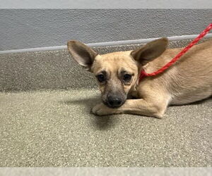 Chihuahua-Unknown Mix Dogs for adoption in Las Vegas, NV, USA
