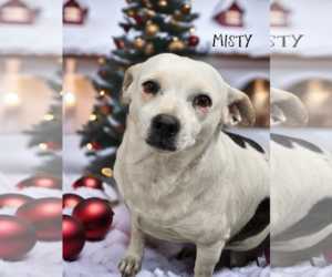 Chihuahua Dogs for adoption in Phelan, CA, USA