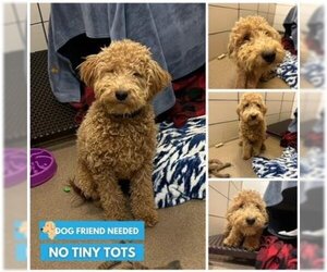 Goldendoodle (Miniature) Dogs for adoption in Fort Wayne, IN, USA