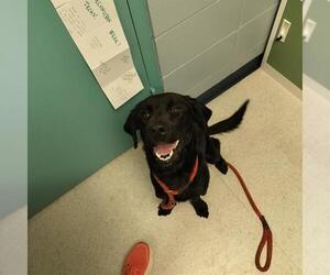 English Setter-Labrador Retriever Mix Dogs for adoption in Tallahassee, FL, USA