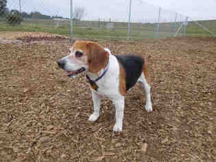 Beagle Dogs for adoption in McKinleyville, CA, USA