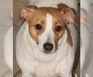 Jack Russell Terrier Dogs for adoption in Savannah, MO, USA