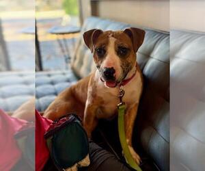 Staffordshire Bull Terrier-Unknown Mix Dogs for adoption in Boston, MA, USA