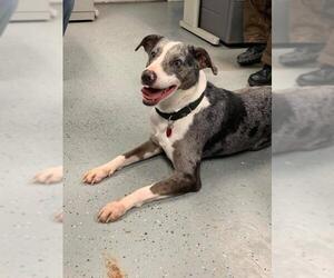 Catahoula Leopard Dog Dogs for adoption in Hedgesville, WV, USA