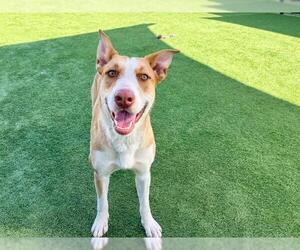 Lab'Aire Dogs for adoption in Orange, CA, USA