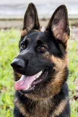 Medium Photo #1 German Shepherd Dog Puppy For Sale in Miami, FL, USA