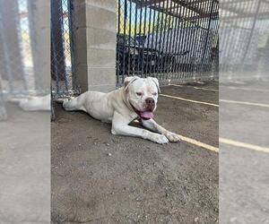 American Bulldog Dogs for adoption in Riverside, CA, USA