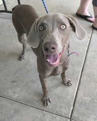 Weimaraner Dogs for adoption in PIPE CREEK, TX, USA